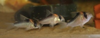 Adolfoi Corydoras