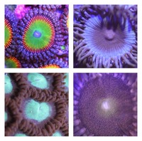 Ultra Rare Zoas & Palys