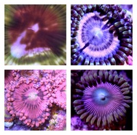 Ultra Rare Zoas & Palys