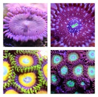 Ultra Rare Zoas & Palys