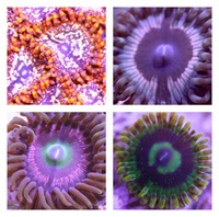 Ultra Rare Zoas & Palys