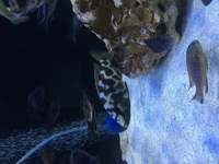 Nimbochromis Livingstoni Cichlid Pair