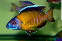 Malawi Cichlids For Sale