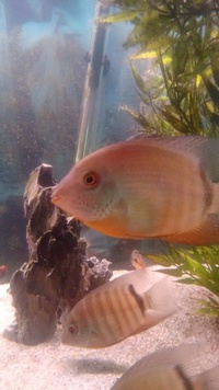 Severums