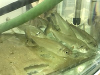 Rare red tail payara for sale Leeds