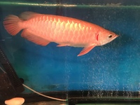 Arowana Asian arowana 14 in