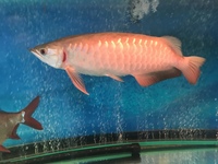 Arowana Asian arowana 14 in