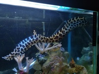 Moray eel,(leopard) and tank break down