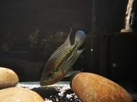 MALE UMBEE CICHLID