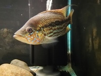 MALE UMBEE CICHLID