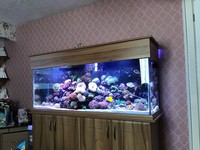 Complete 400 ltr Marine Reef Aquarium for sale