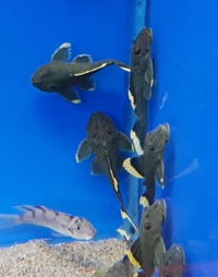 Maidenhead Aquatics @ Melksham - Catfish, Cichlids and other rarities. 24/08/18