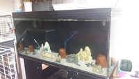 5ft Rena Tank