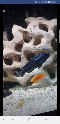 Tank closure Malawi cichlids