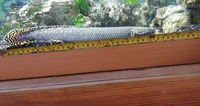 12 inch ornate bichir