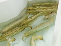 NEW ARRIVALS ... AROWANA AND MORE