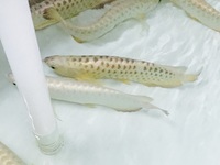 NEW ARRIVALS ... AROWANA AND MORE