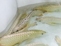 NEW ARRIVALS ... AROWANA AND MORE