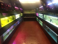 NEW ARRIVALS ... AROWANA AND MORE