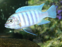 Malawi cichlids