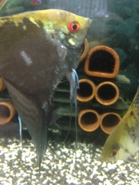 large angel fish