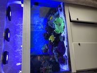 Marine fish, Corals, Live rock in Full marine set up £2000 Ono