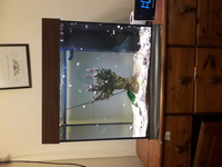 2ft juwel fish tank for sale