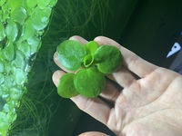 6x Amazon Frogbit (Limnobium laevigatum) Floating Aquarium Plant