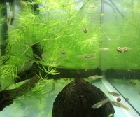 Female endlers -free to good home