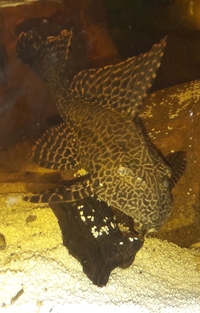 NOW SOLD---2 x Pterygoplichthys josemelianus plecostomus-7 inches---£25---for sale in Leeds