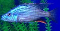 RARE Dimidiochromis Compressiceps Chizumulu Island Gold Morph £50 pair