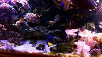 Complete marine fish tank set-up - including all fishes