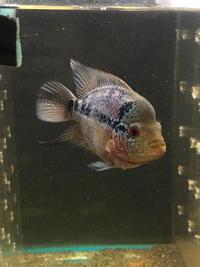 SUPER RED DRAGON FLOWERHORN FEMALE