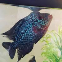 SUPER RED DRAGON FLOWERHORN FEMALE