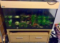 220L tank & cold water fish