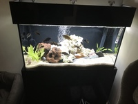 African Cichlid aquarium