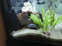 African Cichlid aquarium