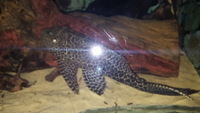 Large Plec