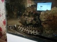 Snowflake eel, Clown & Live Rock