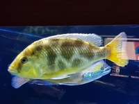 venustus