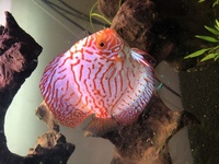 3 German bred Pigeon Blood Discus for Sale