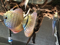 Chens Discus