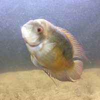 Chocolate Cichlid For Sale - Derby