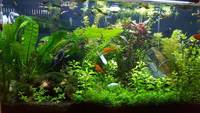 Bristlenose catfish and 4 glowlight tetras need new home