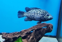 Cuban Cichlid