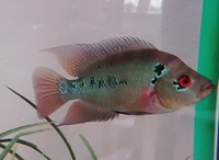 Trimac Cichlid