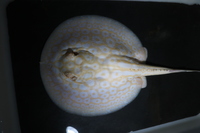 Potamotrygon Golden albino Jabuti