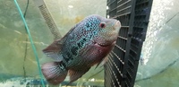 Kamfa flowerhorn