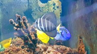 Sailfin tang, London, SW16