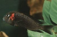 F1 Tropheus sp. Black Caramba RARE